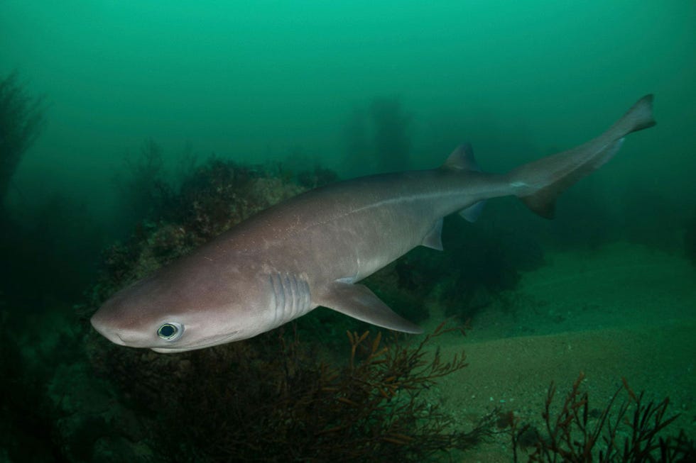 De stompsnuitzeskieuwshaai behoort tot meerdere soorten diepzeehaaien die door de International Union for Conservation of Nature worden beschouwd als gevoelig near threatened voor uitsterven Vissersvloten hebben het voorzien op het squaleen in de levers van deze haaien die over de hele wereld in tropische en gematigde zeen voorkomen