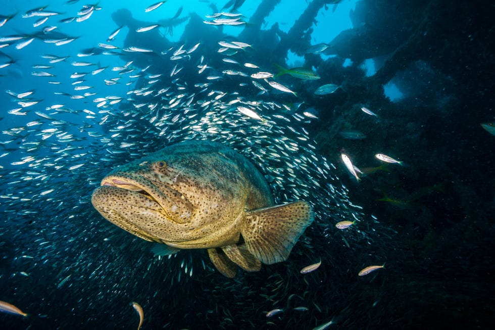 Een reuzenzaagbaars of itajara zwemt door het wrak van de Baja California een schip uit de Tweede Wereldoorlog dat in de Golf van Mexico door een Duitse Uboot tot zinken werd gebracht