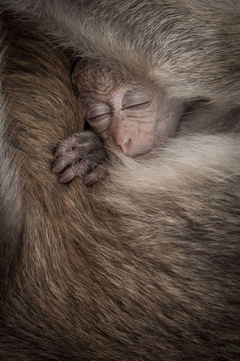 Your Shotfotografe Senthi Aathavan Sethiverl legde dit moment van een babyaapje en zijn moeder vast in het wildreservaat van Katagamuwa op Sri Lanka