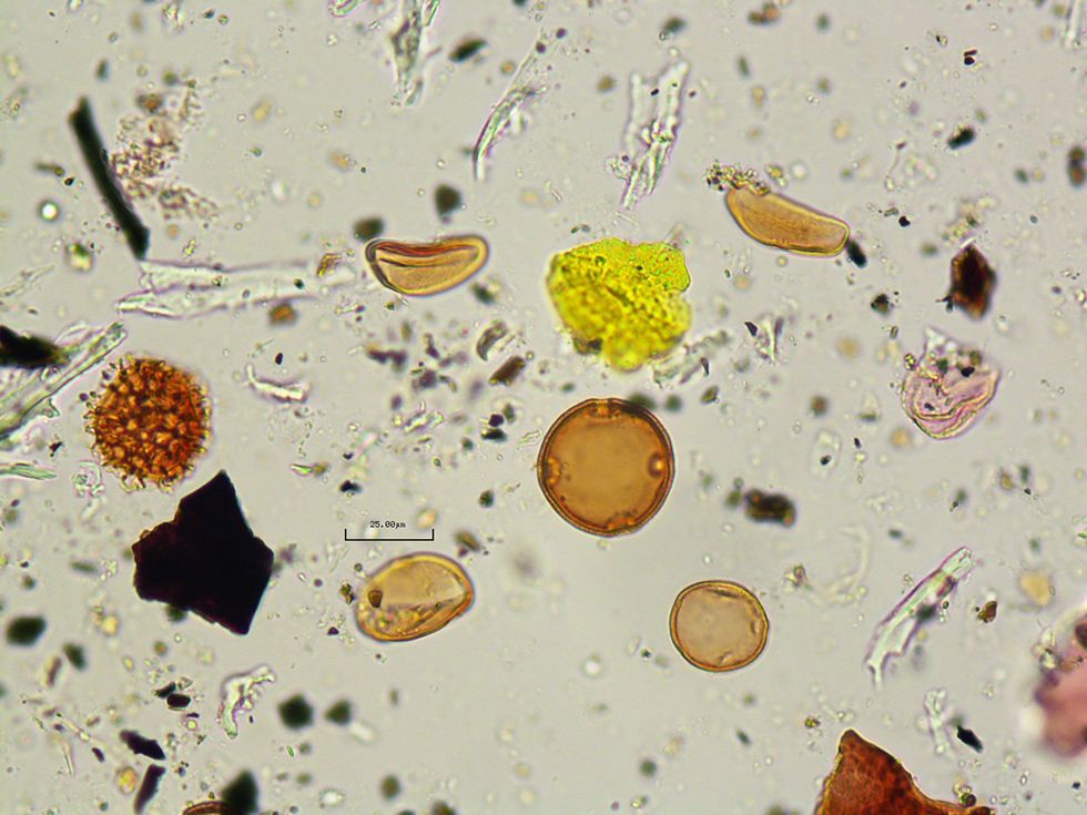 Onderzoekers hebben ook de pollen in de coproliet bestudeerd en daaruit bleek dat de persoon in kwestie bloemen van de yuccaplant had gegeten