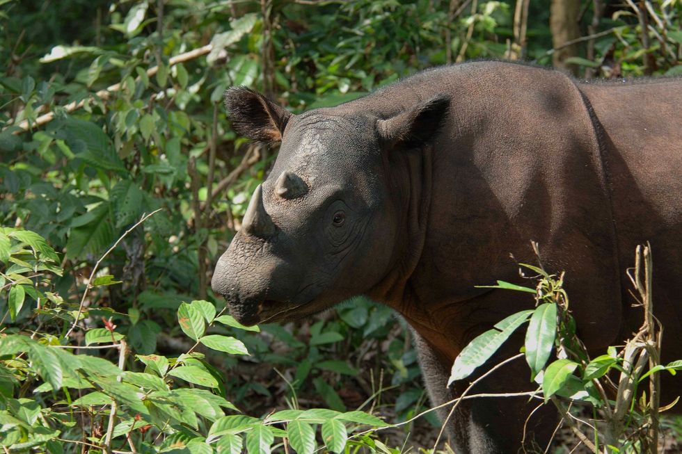 Natuurbeschermers hopen dat Sumatraanse neushoorns als het dier op de foto in het Sumatran Rhino Sanctuary in Indonesi genoeg kalven kunnen produceren om de soort voor uitsterven te behoeden In het wild leven nog maar tachtig exemplaren van deze bijna uitgestorven diersoort
