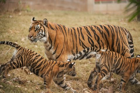 In de Zoo Atlanta waakt een met uitsterving bedreigdeSumatraanse tijgerover haar speelse welpen