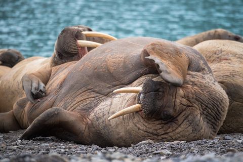 Een groep walrussen ligt te rusten in Resolute in het Canadese Nunavut