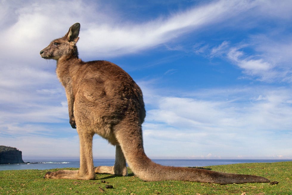 Het zal je niet verrassen dat kangoeroes zoals deze grijze reuzenkangoeroe in het Murramarang National Park in Australi soms stevige kickbokswedstrijden hebben