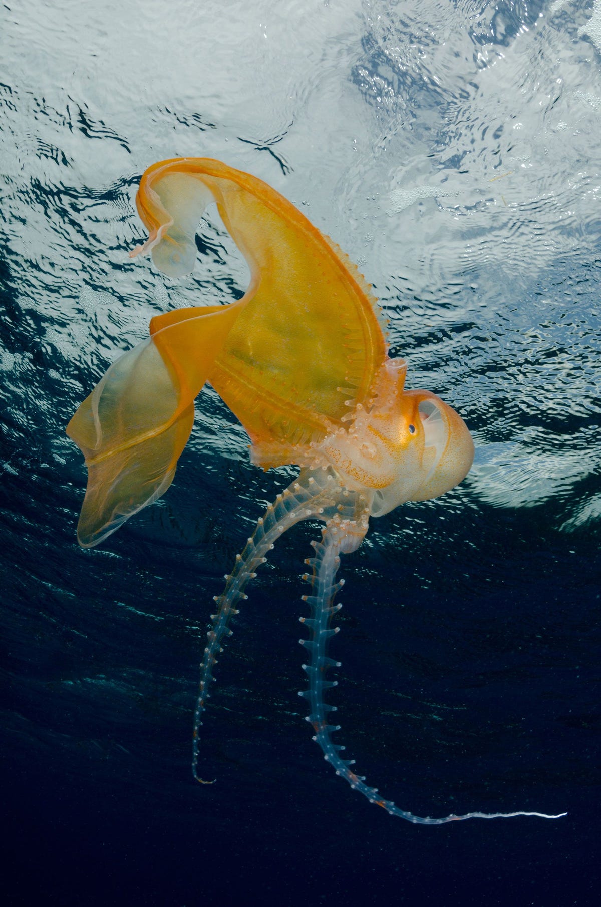 A female blanket octopus is dramatically larger than males which put their energy into finding females in the open ocean