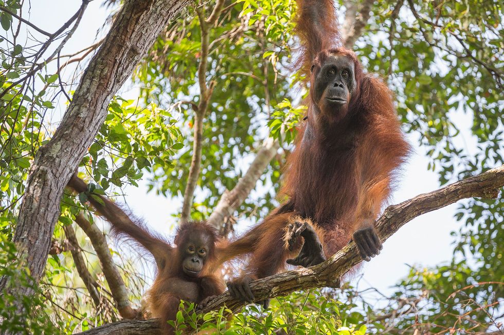 Ook orangoetans hier een vrouwtje en haar baby in het wild in het Indonesische Tanjung Puting National Park hebben de test op hun eigen manier opgelost