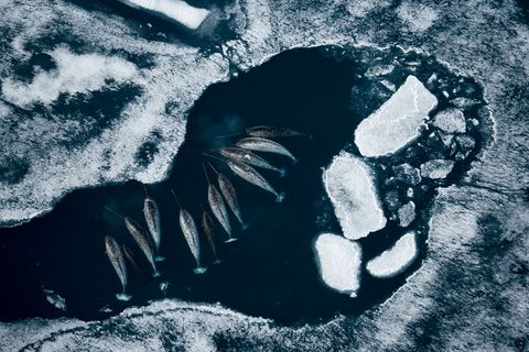 In het Noordpoolgebied komt een grote troep narwallen aan de rand van het pakijs bijeen om op kabeljauw te jagen De lange hoorn van het dier is eigenlijk een tand die ruim 270 meter lang kan worden en de mens eeuwenlang heeft gefascineerd