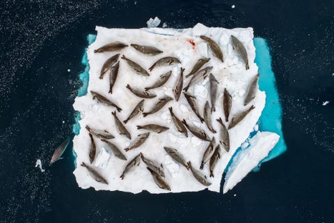 Cristobal Serranos foto van krabbenrobben op een kleine ijsschots bij de Zuidpool behaalde de eerste prijs in de categorie Dieren in hun omgeving De natuurfotograaf moest in een rubberbootje naast de ijsschots wachten totdat de zee kalm genoeg was om zijn drone te lanceren en de foto te maken
