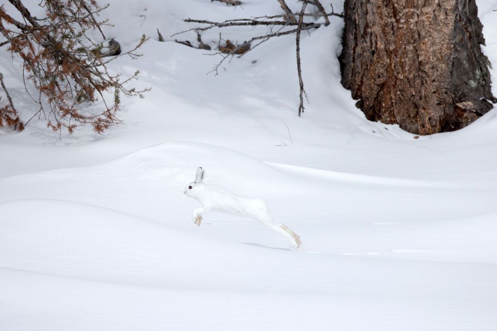 Een sneeuwhaas huppelt in zijn wintervacht door het besneeuwde landschap