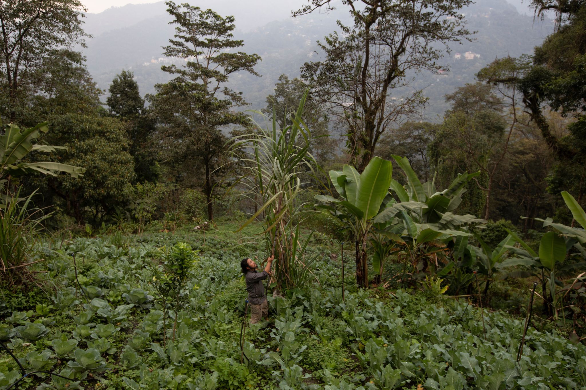 india   sikkim   tenzing lepcha, a 39 year old farmer and environmental activist working in his field where he grows a wide variety of vegetables and fruits