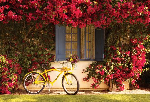 Pink, Red, Bicycle, Spring, Flower, Tree, Bicycle wheel, Yellow, Grass, Plant, 