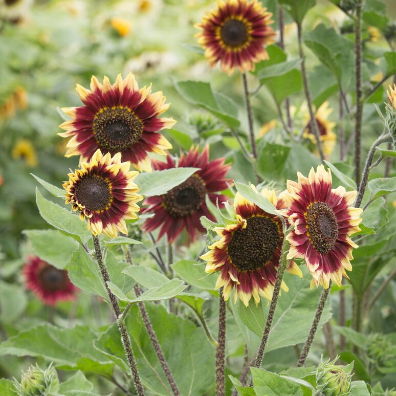 25 Best Types of Sunflowers - Varieties of Sunflowers to Plant