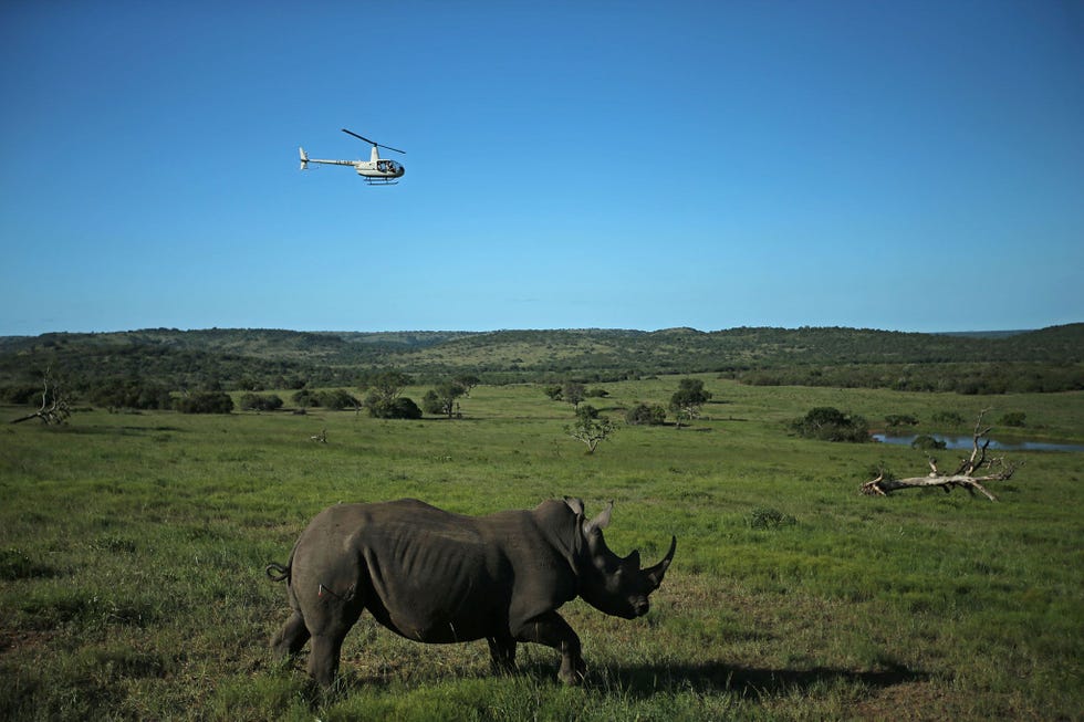 Het project Rhino Without Borders heeft tot doel honderd neushoorns van ZuidAfrika naar Botswana te verhuizen Het team dat de neushoorns moet vangen vliegt in een helikopter boven een neushoorn om het dier met een verdovingspijltje uit te schakelen
