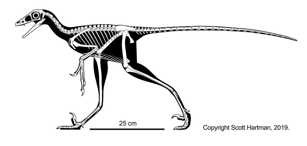 De reconstructie van het skelet van Hesperornithoides miessleriis laat zien hoe het dier zich in het huidige Wyoming moet hebben voortbewogen De wetenschappers die het fossiel hebben beschreven denken dat het dier was bedekt met veren waaronder lange veren aan zijn voorpoten waardoor het in feite over kleine vleugels beschikte