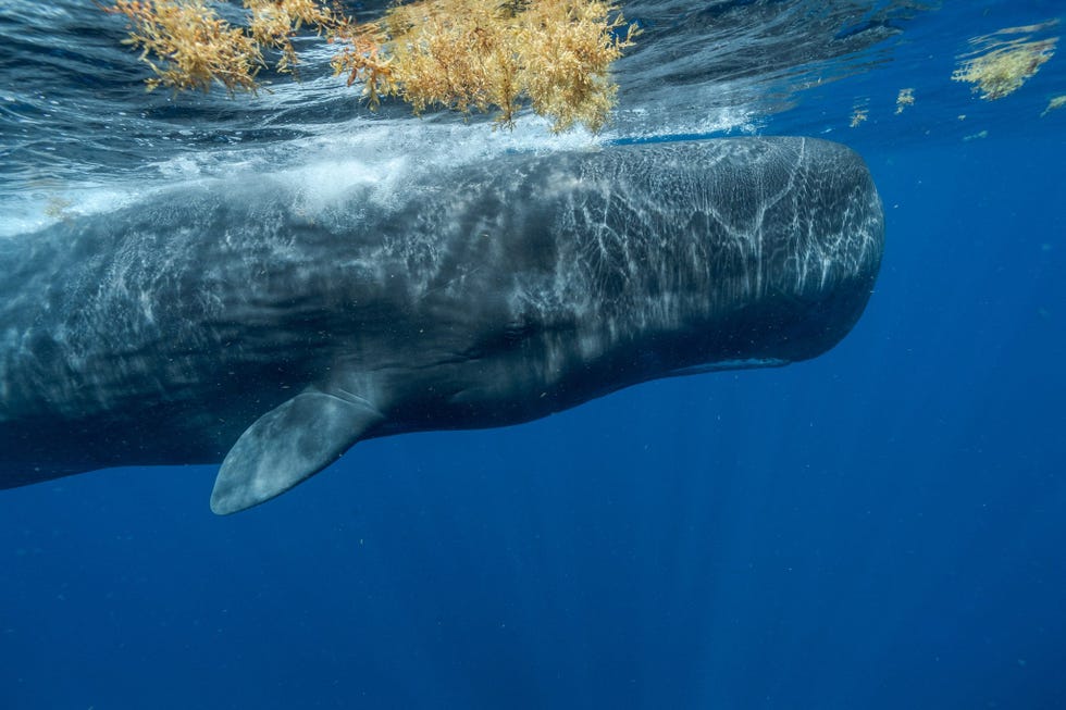 Carabische potvissen worden met talloze gevaren geconfronteerd vervuiling klimaatverandering verstrikking in visgerei aanvaringen met schepen In de afgelopen jaren zijn zveel leden van Digits familiegroep omgekomen dat haar familie uiteindelijk samenging met een andere clan waartoe ook de uiterst sociale Canopener op de foto behoort