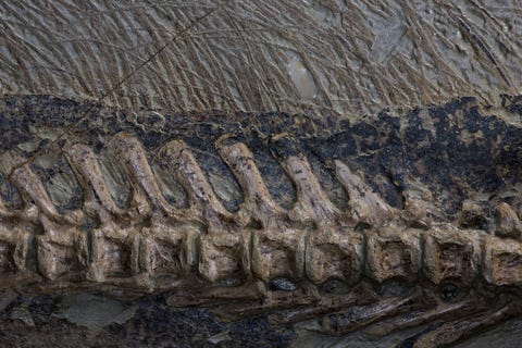 https://www.nationalgeographic.com/content/dam/science/2018/09/21/dino_gallery/03_dino_gallery_nationalgeographic_1387783.jpg Deze closeup toont de ruggengraat en borstelharen van het ongelooflijk goed bewaard gebleven fossiel van een plantenetende dinosaurir genaamd Psittacosaurus mongoliensis Het fossiel is in het Senckenberg Museum in Frankfurt te zien De borstelharen zijn waarschijnlijk verwant aan de veren die op andere dinosaurirs zijn aangetroffen en kunnen zijn gebruikt als communicatiemiddel of een signaalfunctie hebben gehad Het donkere materiaal op de foto bestaat uit bewaard gebleven resten van zacht weefsel zoals de huid