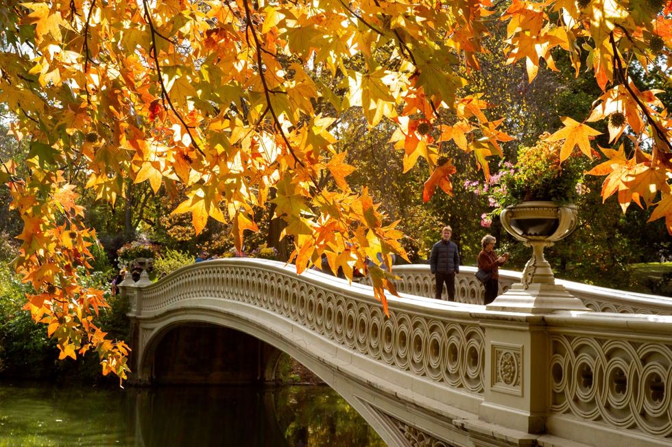In het Central Park van New York genieten mensen in november van de goudgele herfstkleuren In de stad wordt de herfst steeds warmer een trend die volgens wetenschappers ook in de toekomst zal aanhouden