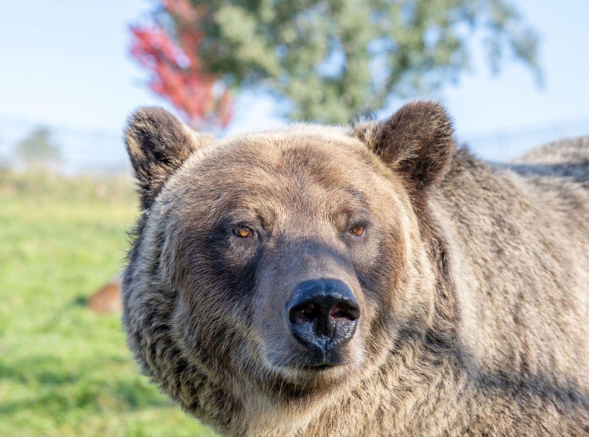 Grizzlyberen zoals dit exemplaar in gevangenschap in het berencentrum van de WSU kunnen een gewicht van meer dan 350 kilo bereiken