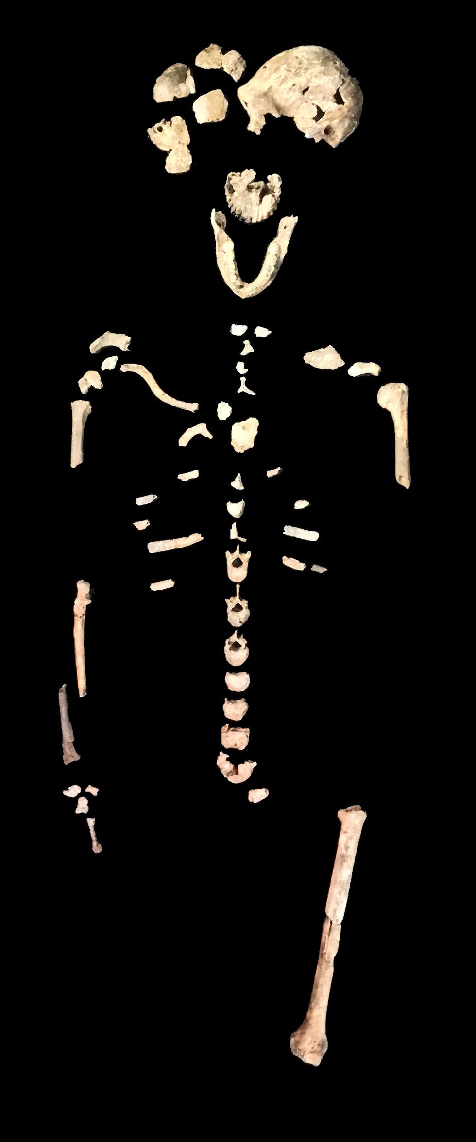 Botten die tot minstens drie personen behoren waren gevonden in de Lesedikamer in het Rising Star grottencomplex Dit individu die Neo genoemd wordt door het onderzoeksteam was waarschijnlijk van het mannelijke geslacht