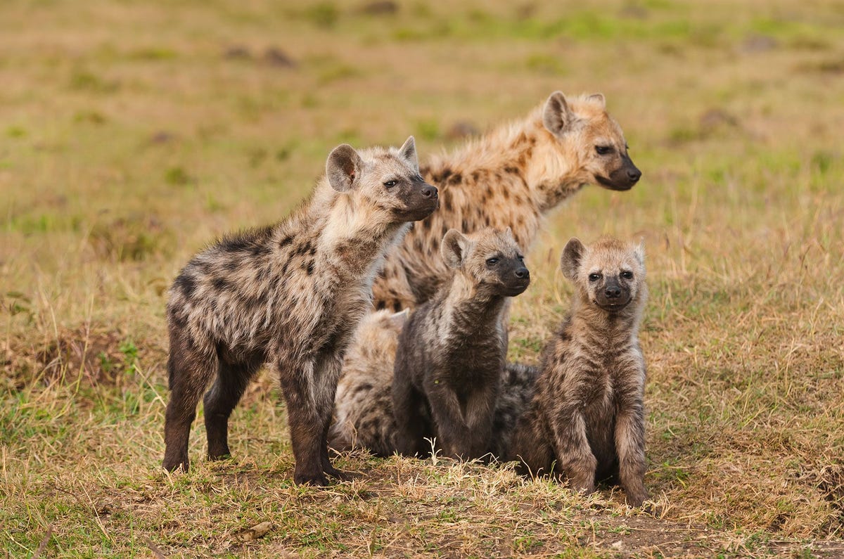 Jonge gevlekte hyenas en hyenawelpen in het Nationale Park Masai Mara in Kenia