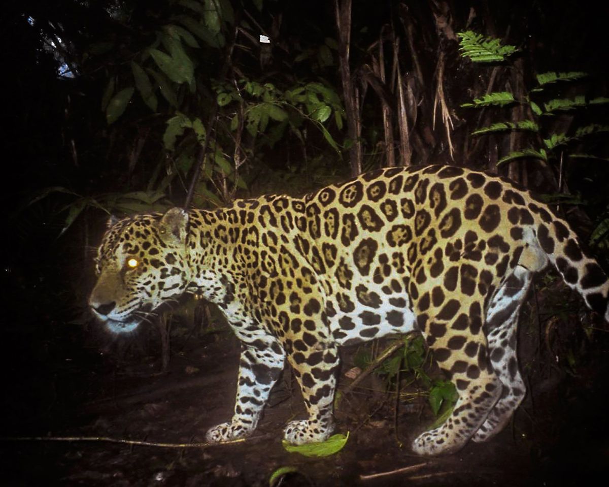 In Panama worden jaguars vaak uit vergelding afgeschoten omdat ze vee hebben gedood