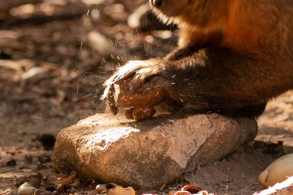 Kapucijnapen slaan cashewnoten kapot op stenen aambeelden van zon twintig centimeter breed of op de wortels van kasjoebomen