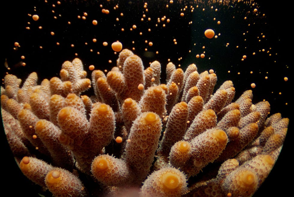 Het koraal Acropora millepora plant zich bij Heron Island in het Australische Great Barrier Reef voort Elk voorjaar stemmen honderden koraalsoorten het tijdstip waarop ze hun eitjes en sperma uitscheiden af op het licht van de volle maan