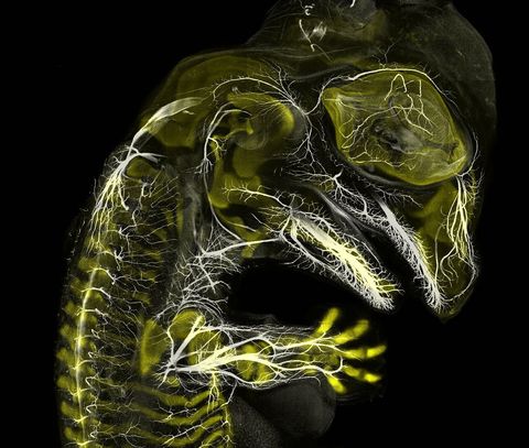 Is Jurassic Park nieuw leven ingeblazen Niet echt deze opname werd met behulp van immunofluorescentie gemaakt door Yalestudent Daniel Smith Paredes en zijn adviseur BhartAnjan Bhullar De foto toont de zich nog ontwikkelende zenuwen en botten van een alligatorembryo