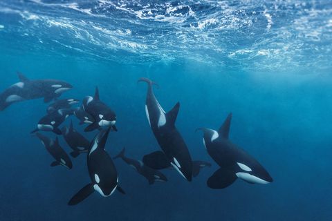Orkas leven in hechte groepen van maximaal veertig dieren en werken vaak samen om prooien te vangen De orkas in deze groep zijn op weg om een school haringen bijeen te drijven en te vangen in het Andfjord in Noorwegen
