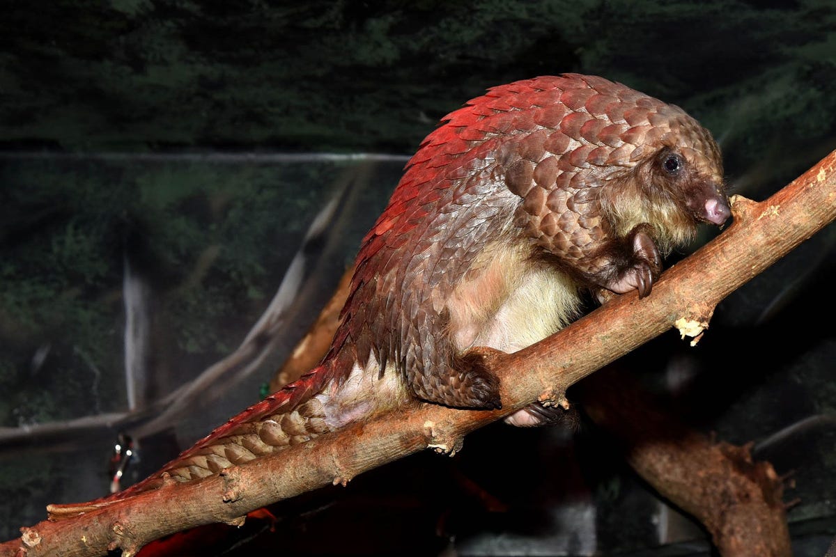 Dit schubdier in de Brookfield Zoo van Chicago behoort tot de 45 exemplaren die vorig jaar vanuit Togo naar de VS werden vervoerd om een fokprogramma op te zetten
