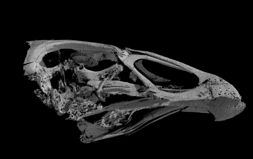 Een driedimensionale afbeelding van de schedel van de oudste moderne vogel ooit gevonden de Asteriornis maastrichtensis