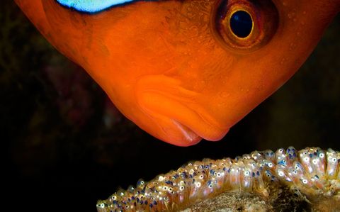 Een rode anemoonvis houdt zijn eitjes in de gaten in Anilao op de Filippijnen De foto toont de intense investering van ouderschap in de zee zegt fotograaf David Doubilet