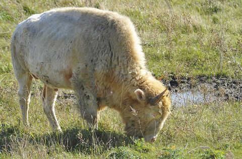 Witte buffalos zijn niet alleen zeldzaam slechts n op tien miljoen buffalos wordt wit geboren ze worden door veel inheemse Amerikanen als heilig beschouwd Ze lijden mogelijk aan albinisme of leucisme