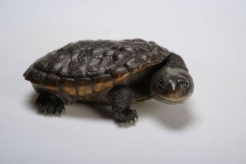 In 1990 wist niemand van het bestaan van deze schattige schildpad een Chelodina reimanni Het dier zwemt graag in afgelegen rivieren in Indonesi en PapoeaNieuwGuinea