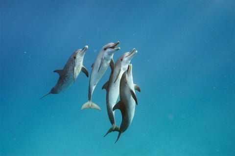 Deze Atlantische gevlekte dolfijnen Stenella frontalis voor de kust van het eiland Bimini in de Bahamas maken deel uit van een onderzoek naar de manier waarop de zoogdieren onderling communiceren