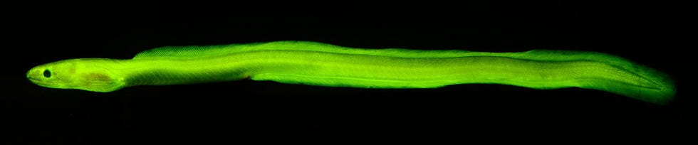 Zeebioloog David Gruber ontdekte dat veel zeedieren biofluorescerend zijn toen een groene zeeaal zoals op de foto plotseling opdook terwijl hij en zijn collegas bezig waren lichtgevende koralen vast te leggen