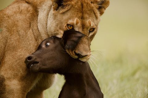 Een leeuw vangt haar prooi een buffelkalf De foto verscheen in 2016 in National Geographic in een artikel van Beverly en Dereck Joubert over de Okavango Delta