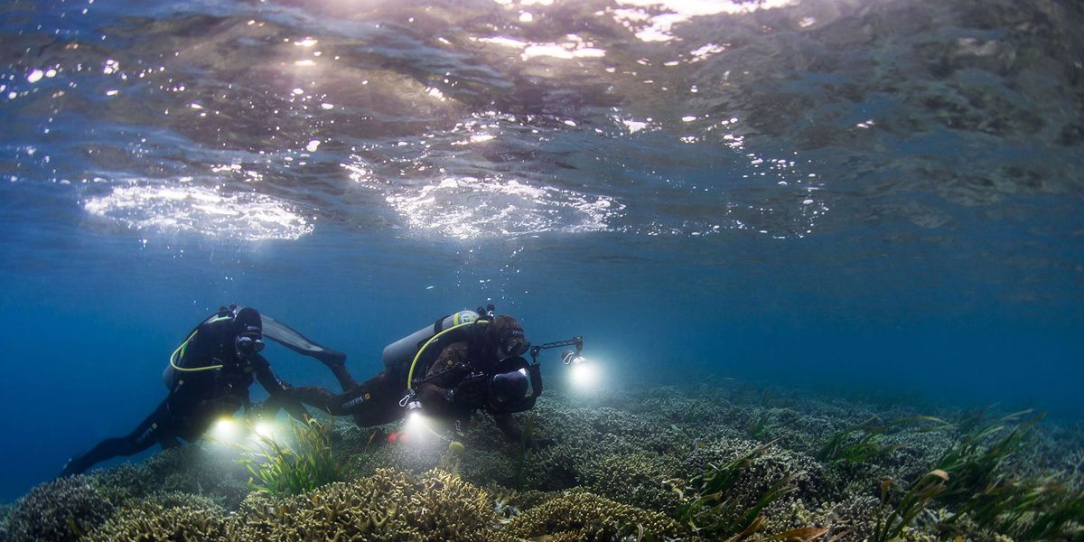 Duikers van Pristine Seas bestuderen de overvloed aan zeeleven op de koraalriffen en in de zeegrassen rond Palau