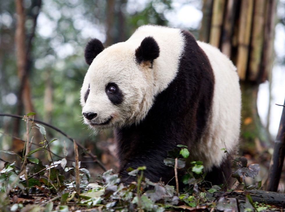 De oudste nakomeling van Mei Xiang Tai Shan loopt in 2010 rond in Bifengxia Panda Base een fokfaciliteit voor pandas in het zuidwesten van China