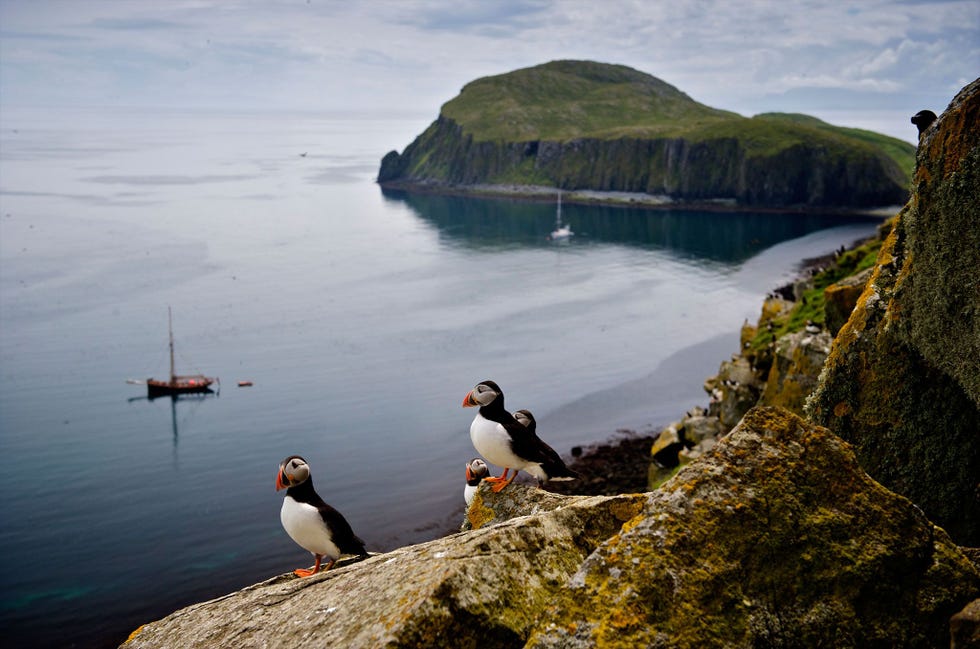 Papegaaiduikers op de hellingen van Garbh Eilean in de Shiant Isles