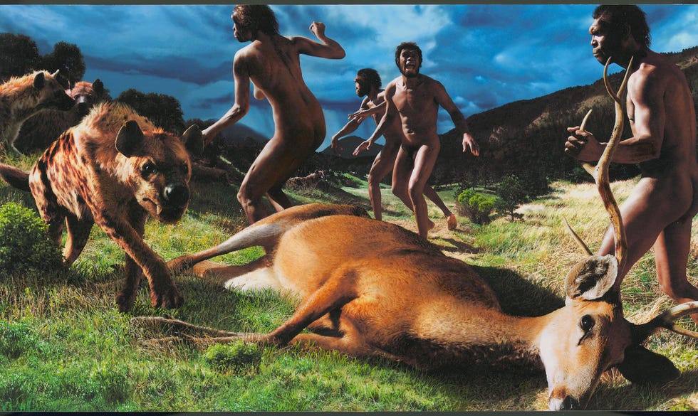 Dit schilderij genspireerd op de archeologische vondsten in het Georgische Dmanisi toont een vrouwelijke Homo erectus die een steen wil gooien om hyenas van het karkas van een hert te verjagen