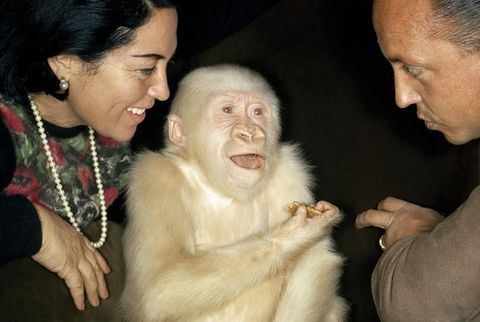 ZELDZAME ALBINO Sneeuwvlokje naar wij weten de enige albino laagland gorilla in de geschiedenis overleed in 2003 in de Barcelona Zoo aan huidkanker
