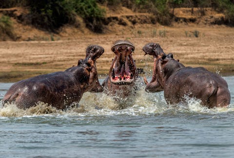 Nijlpaarden krijgen ruzie in Zambia