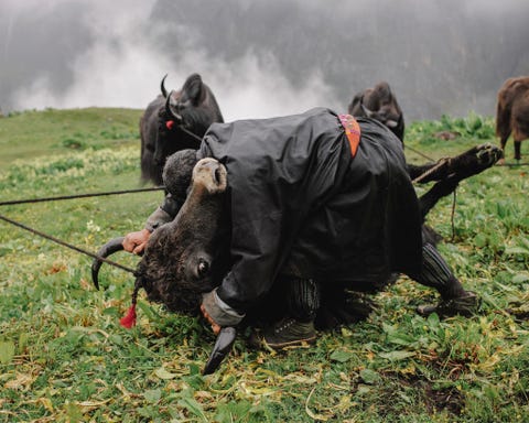 De vijftig jaar oude jakhoeder Tshering duwt jakstieren tegen de grond om de dieren zout in de keel te strooien een maandelijks terugkerend ritueel Het gebruik is bedoeld om de jaks fysiek sterk te houden Tshering bezit veertig jaks waaronder twintig stieren