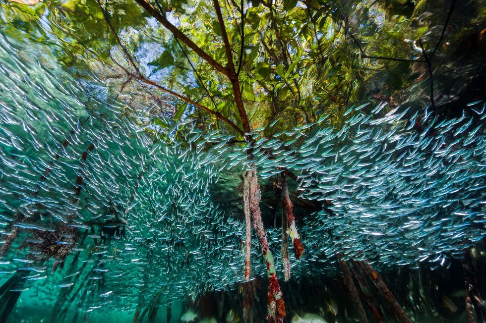 Kleine zilverkleurige koornaarvissen zwermen door een mangrovebos