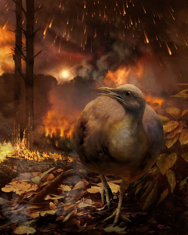 Een illustratie van een hypothetische vogelsoort die zou hebben kunnen overleven Het dier met een klein lijf en levend op de grond ontvlucht een bosbrand na de meteorietinslag waardoor de nietvliegende dinosaurirs uitstierven