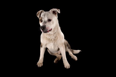Kruising van een Akita en een pitbull