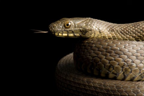 Smalkopkousenbandslang Thamnophis rufipunctatus in de Phoenix Zoo