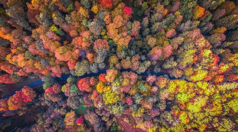 Herfstbomen langs de weg in een bos in Vilnius Litouwen
