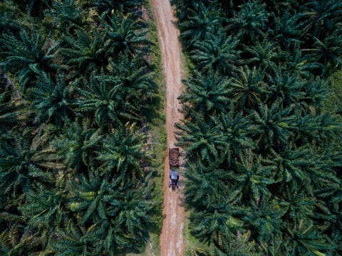 Trossen palmolievruchten worden met de hand geplukt en dan per vrachtwagen naar een fabriek op het vasteland van Maleisi vervoerd waar ze worden verwerkt Oerbossen in de tropen worden gerooid om plaats te maken voor palmolieplantages Wanneer deze bossen verloren gaan wordt de CO2 die in hun plantenweefsel ligt opgeslagen aan de atmosfeer afgegeven waardoor de aarde verder zal opwarmen